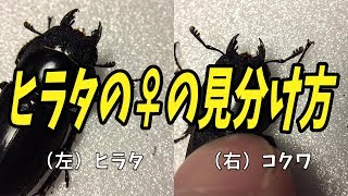 ヒラタのメスはこうやって見分けよう Dorcus titanus Female how to distinguish