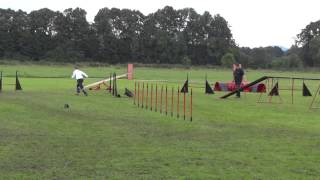 Safi - Agility 3 run, 1st place, 24.8.2014 Suchdol (CZ)