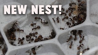 Moving My Camponotus Nicobarensis Colony Into An EA-1 Ant Nest!