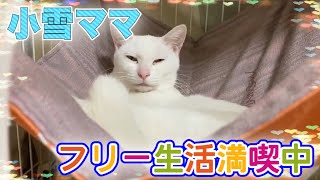 トイレ訓練後フリー生活になっていく小雪ママ猫の過程です【white cat】