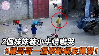 2個妹妹被小牛犢嚇哭，6歲哥哥的一個舉動，網友紛紛為其點贊！#暖心 #暖心故事 #正能量 #淚目 #生活 #溫暖 #社會新聞 #老人 #感動 #暖心時刻