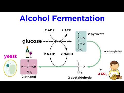 What type of respiration is fermentation?