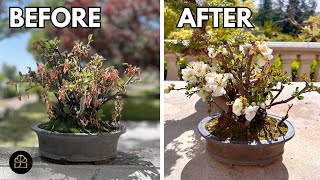 Do THIS to Save Your DYING Bonsai & Keep It Alive