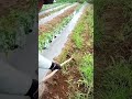 Alat Cerdas Sederhana Untuk Membersihkan Rumput Gulma Pada Tanaman Degan Mudah Dan Sempurna #shorts