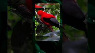 guiana cock of the rock burung nyentrik asal amerika #shorts #duniabinatang #alam #unik