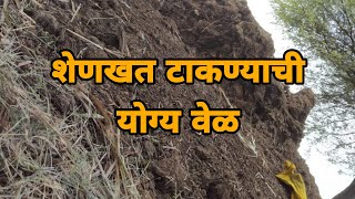 शेणखत टाकण्याची योग्य वेळ आणि पद्धत | शेणखत कसे टाकावे | Shenkhat Information