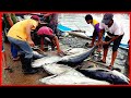 Ikan Tuna Sirip Kuning Berkualiti Hebat Dari Makanan Laut Papua