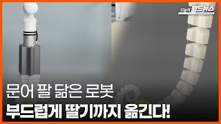 [오늘의 세계] 문어 팔 닮은 로봇 부드럽게 딸기까지 옮긴다!