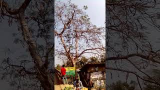 কৃষ্ণচূড়া গাছ #shorts #tree #viral