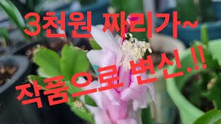 가재발선인장(게발선인장)3천원 짜리로 작품만들기 허접이가 이렇게 변했어요~