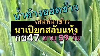 การจัดการน้ำค้าง หนูในนาข้าว