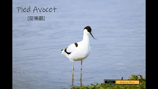 Pied Avocet