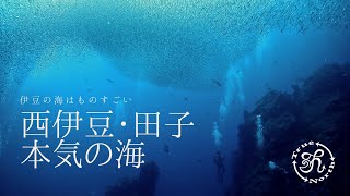 伊豆の海の本気の姿！西伊豆の田子でダイビング！　2021/08/08 西伊豆・田子ツアー