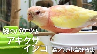 緑のバケツとアキクサインコ【森ノ宮 小鳥ひろば】おもちゃより緑のバケツにご執心♡