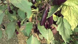 Management_ Sucking pest-Eggplant