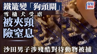 虐待動物│雪橇犬受虐鐵籠蓋夾頸 沙田男子涉殘酷對待動物被捕