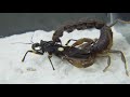 assassin bug vs strong black poisonous scorpion