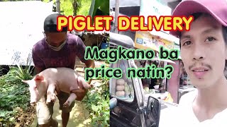 Piglet Delivery to Ma'am Analiza Animos  || Magkano ang price?