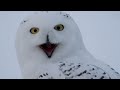 Snowy Owls  Why Is It The Most Skilled Arctic Predator  Wildlife Documentary