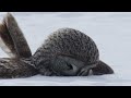 Snowy Owls  Why Is It The Most Skilled Arctic Predator  Wildlife Documentary