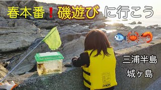 春本番❗️短時間の磯遊びでも大漁❗️in三浦半島城ヶ島❗️