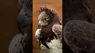 Martial Eagle /Polemaetus bellicosus / volcano of beauty