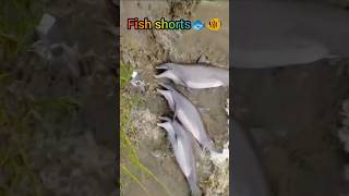 fish shorts 🐬 | dolphin fish🐬🐬 #fishshorts #fish #dolphin #shorts #ytshorts #shortsfeed #fishing