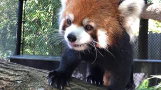 Home Safari - Zoofari Edition - Red Panda