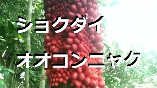 スマトラ島で見つかる？臭いで有名なショクダイオオコンニャクに実！