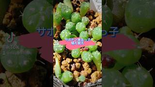 サボテン実生っ子植え替え‼️#サボテン実生 #実生 #cactus  #cactuslove #succulents #cactus #cactu #多肉植物