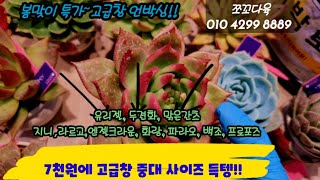 고급창 중대품 7천에 득템언박싱!! 유리젤 두견화 맑은간츠 프로포즈 파라오등