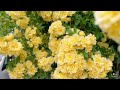 4k.黃木香玫瑰的壯觀與鐵線蓮競演光景｜花園記事~4 23.2022｜garden diary lady banks’ rose and clematis 鐵線蓮 玫瑰 クレマチス