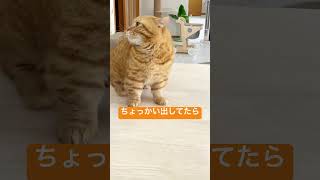 当たらないパンチで周りにちょっかい出してたら息子に注意された #Shorts #猫 #マンチカン