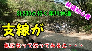 年川林道 完抜。達磨山林道と年川林道はセットでお得(林道ツーリング)【縞馬のOFF車日記】