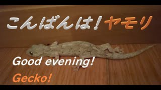 ヤモリ⁉家の中で突然遭遇した！A gecko I met all of a sudden in my house! 집안에서 갑자기 조우한 도마뱀붙이! #spiritual #geckos