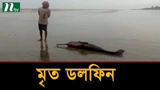 কুয়াকাটা সৈকতে ফের ভেসে এলো মৃত ডলফিন