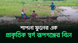 শাপলা ফুলের এক প্রাকৃতিক স্বর্গ রূপগঞ্জের বিল | Shapla Flower | Rupganj Bill | RisingBD