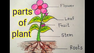parts of plant easy drawing#childrens#education #kidsdrawing #different parts of plant drawing#plant