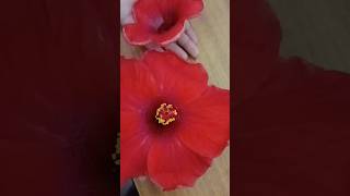 Maa durga ko kyu chadhaya jata hai gudhal ka phool#hibiscus#maa durga#like#share#subscribe#