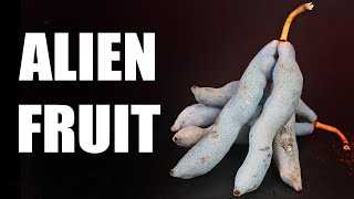 DEAD MAN'S FINGERS: Alien Looking Fruit With a Surprising Flavor - Weird Fruit Explorer