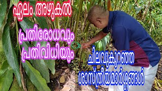 Cardamom# Remedy for Azhukal disease#Antony Muniyara VIogs