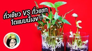 Mung bean VS Bush bean growing ระหว่างถั่วเขียวและถั่วแขกมันเติบโตต่างกันอย่างไร