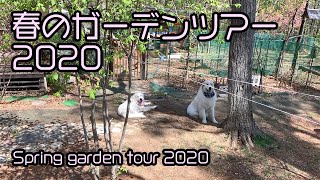 【ルンルンの裏庭】お父さんの春のガーデンツアー 2020