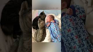 【新生児】猫と赤ちゃん♡生後14日目【#ゆんろぐ】cat and baby / 14 days old newborn baby