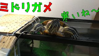 ミドリガメの水槽にヒーターを入れた。寒い！冬支度！爬虫類は変温動物！