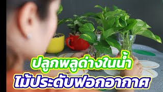 EP.65 ปลูกพลูด่างในน้ำ ไม้ประดับฟอกอากาศ | ไร่คำกวี เกษตรอินทรีย์ วิถีพึ่งตนเอง