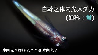 #5 白幹之体内光メダカ（通称：蛍メダカ）