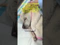 woman saved dog from street.