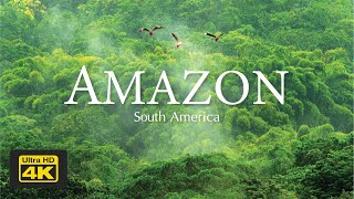 TRAVE VISIT AMAZON [ 4K ]  Relaxing Music With Animal Nature Videos