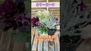 【100均培養土】球根を入れたハボタンの大人っぽい寄せ植え #shorts #ガーデニング